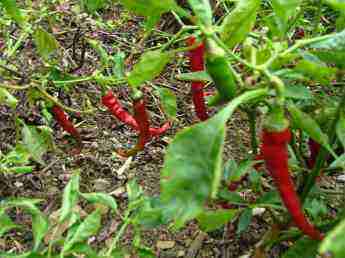 Red hot chilli peppers