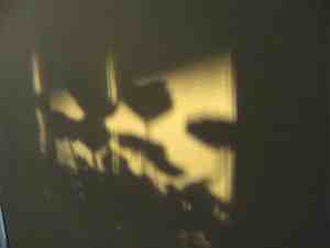 Reflections image poppies