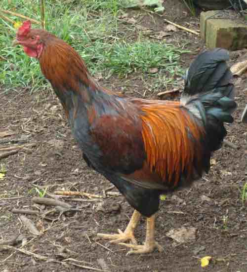 Rooster as randy as Rhett Butler. Rooster as randy as Rhett Butler.