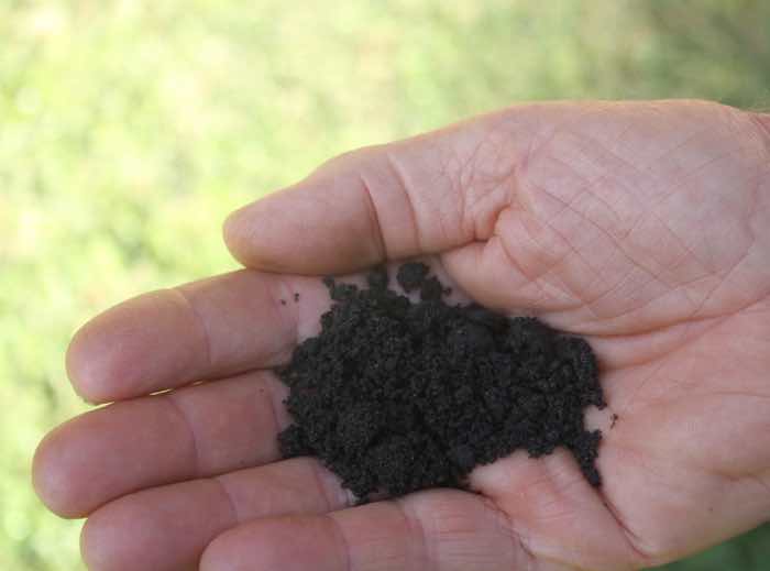 Rhizobia for legumes Rhizobia for legumes