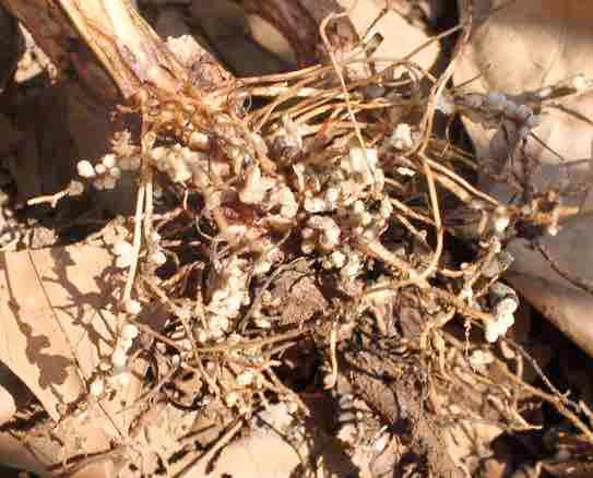 Rhizobia nodules on roots of broad beans