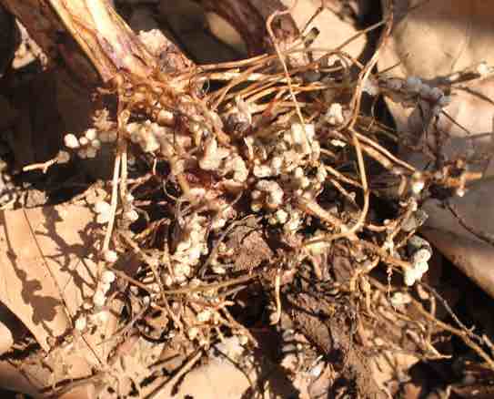 Rhizobia nodules on broad bean roots Rhizobia nodules on broad bean roots