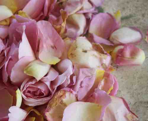 Rose petals for brewing mead Rose petals for brewing mead