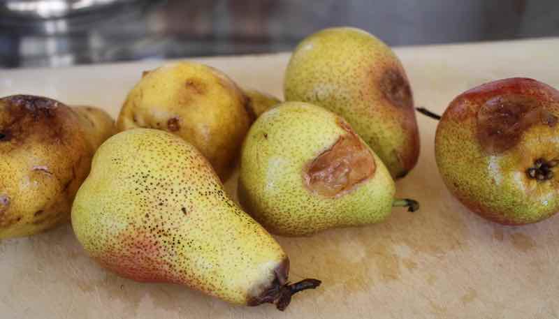 Rotting Perry pears. Rotting Perry pears.