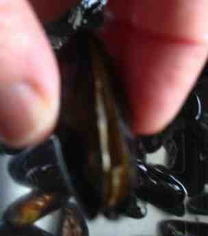 Salt water mussels open