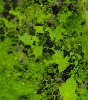 Sap sucking parasites after spraying with white oil. Sap sucking parasites after spraying with white oil.