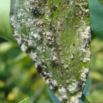 Sap sucking parasites on a citrus leaf before using white oil. Sap sucking parasites on a citrus leaf before using white oil.