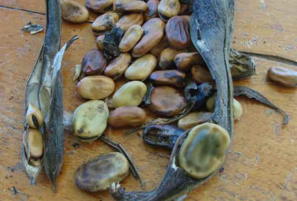 Broad bean seeds Broad bean seeds