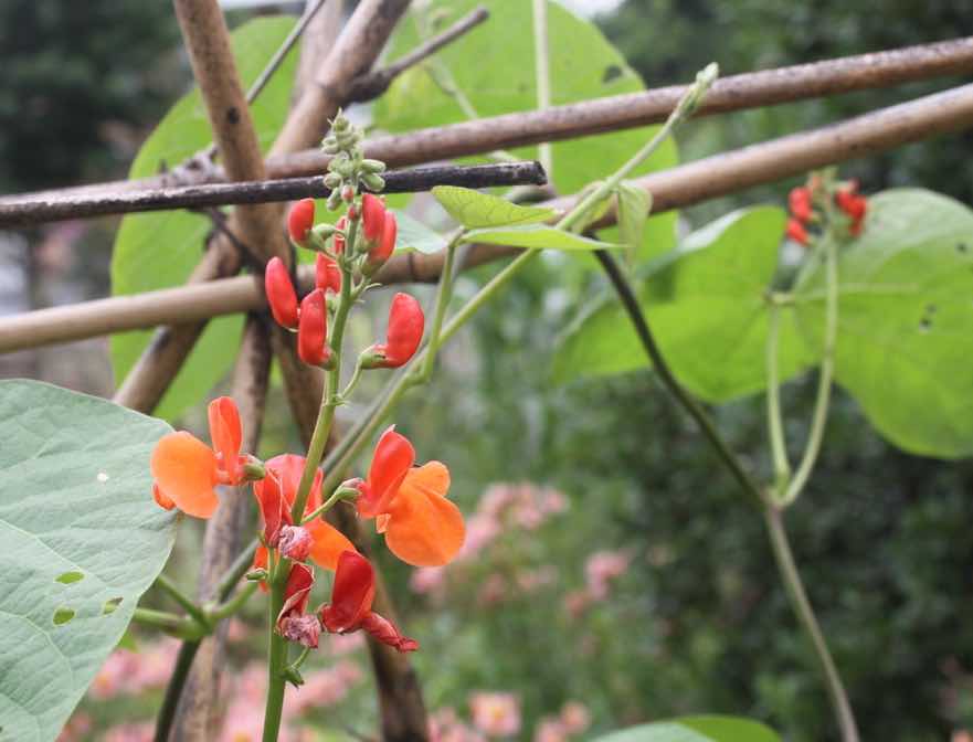 Scarlet runner bean is another legume that needs to be eaten very young, or podded.