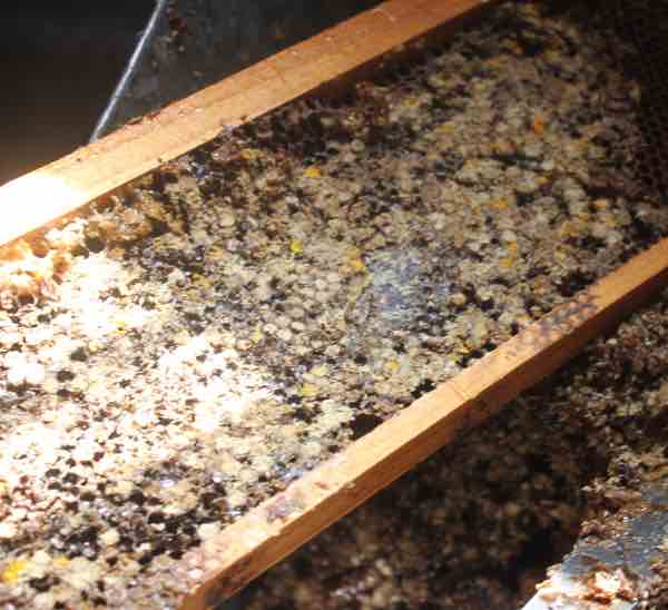 Scraping down an old honeycomb clogged with pollen Scraping down an old honeycomb clogged with pollen