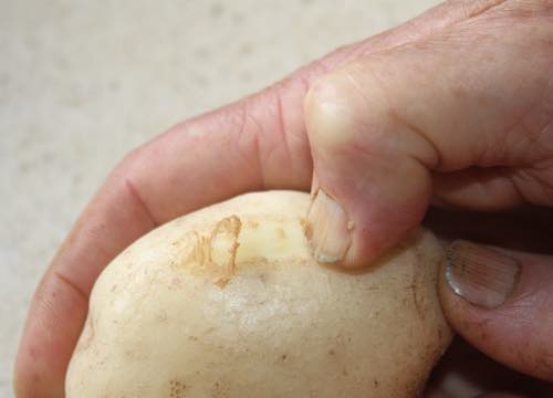 Scraping the peel off a new potato Scraping the peel off a new potato