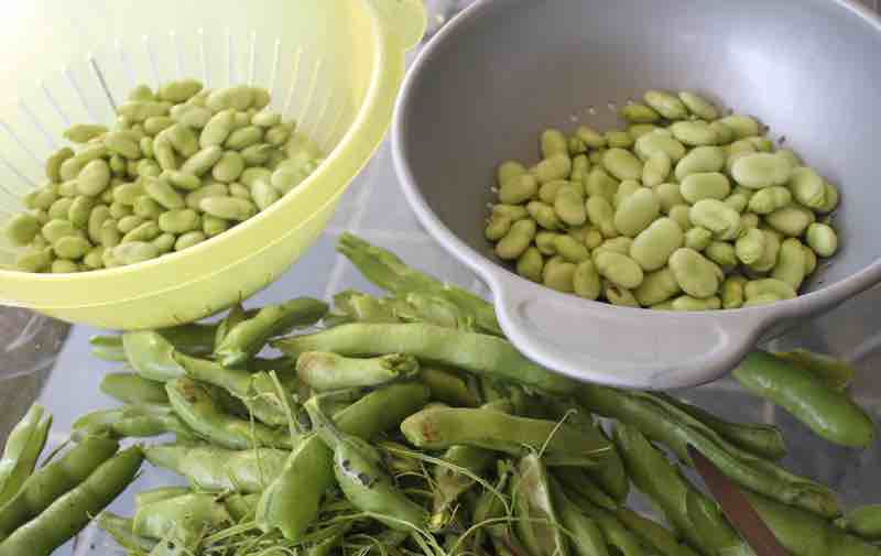 Shelling broad beans Shelling broad beans