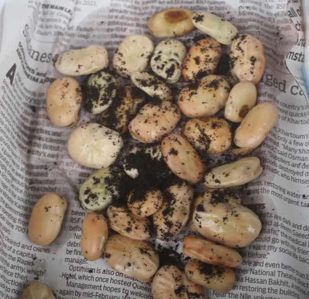 Soaked broad bean seeds sprinkled with rhizobia