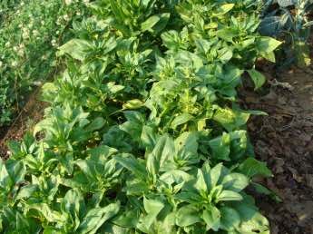 Spinach going to seed.