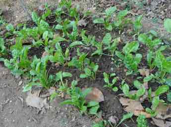 Keep planting more rows of spinach every month or two in late summer and the early winter garden. Keep planting more rows of spinach every month or two in late summer and the early winter garden.