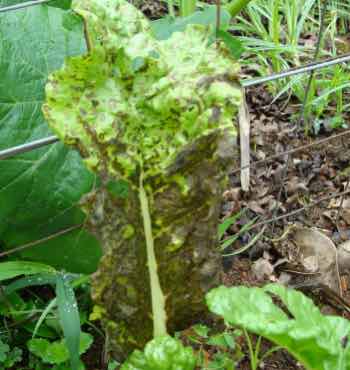 Mouldy spinach Mouldy spinach