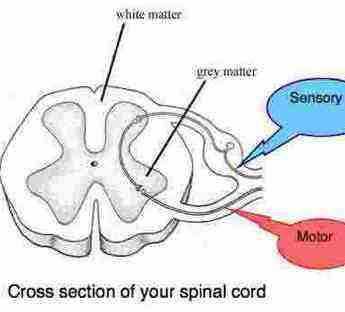 Two fibres enter the cord, one sensory and the other motor to the muscles and organs of the body. Two fibres enter the cord, one sensory and the other motor to the muscles and organs of the body.