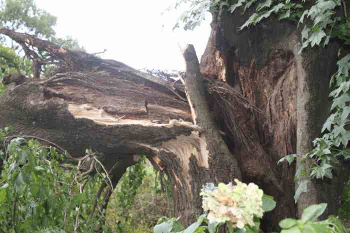 Split old Liquid Amber tree Split old Liquid Amber tree