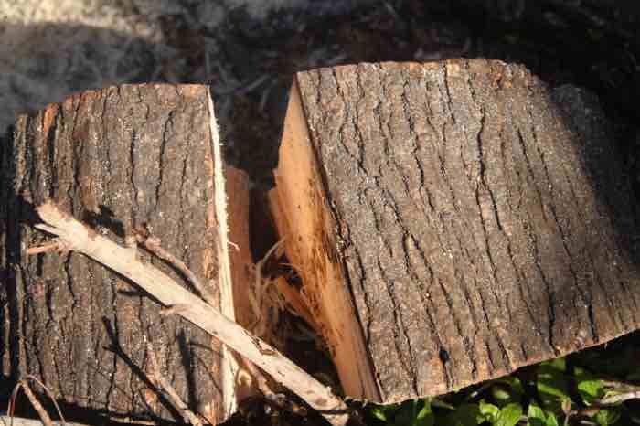 Splitting logs with sharpened stick chisels Splitting logs with sharpened stick chisels