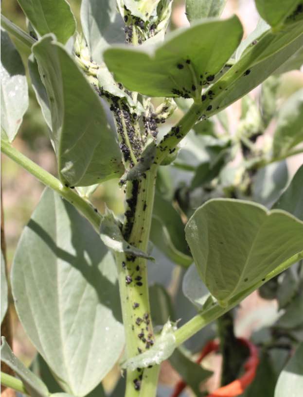 Spray broad beans for aphids using white oil, or just a jet of water.