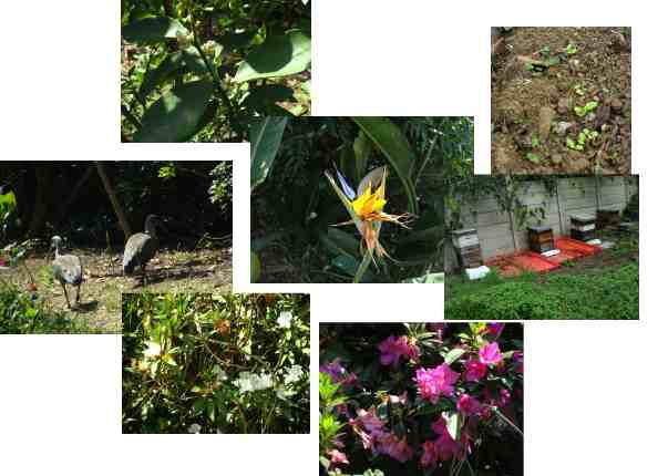 Spring flowers Spring flowers