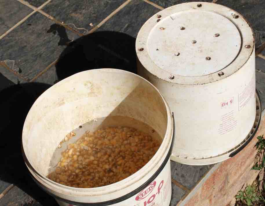 Sprouting maize for chicken food Sprouting maize for chicken food