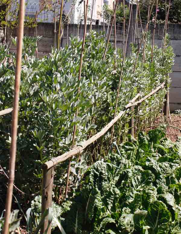 Tall staked broad beans