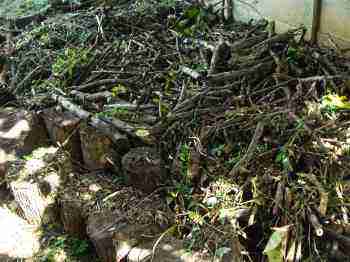 Green beans need plenty of humus so start compost pile with sticks and green matter. Green beans need plenty of humus so start compost pile with sticks and green matter.