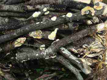Starting a compost heap that is friendly towards fungi. Starting a compost heap that is friendly towards fungi.