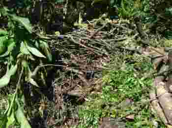 Starting a compost heap in the jungle. Starting a compost heap in the jungle.