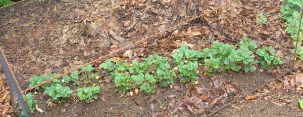 Strawberry cage keeps out avian pests including your own hens. Strawberry cage keeps out avian pests including your own hens.