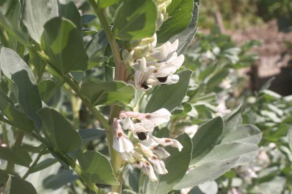 Stunningly beautiful broad bean flowers Stunningly beautiful broad bean flowers