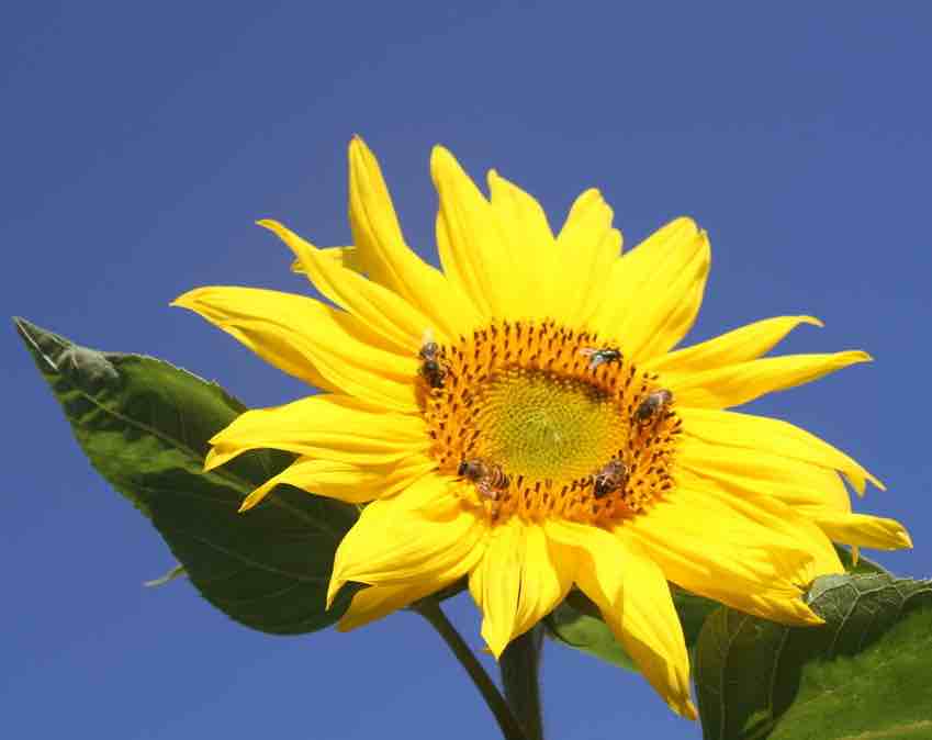 Sunflower saving the bees Sunflower saving the bees