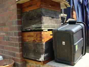 Swarming bees are all in the old hive trap. Swarming bees are all in the old hive trap.