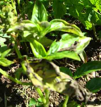 Sweet basil blight. Sweet basil blight.