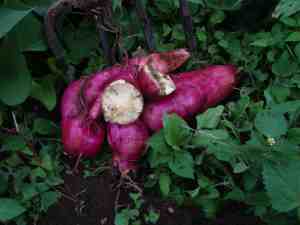 Sweet potato corms Sweet potato corms