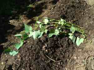 Sweet potato cuttings Sweet potato cuttings