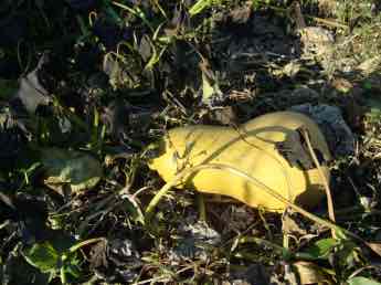 Sweet potato frosted and a butternut Sweet potato frosted and a butternut