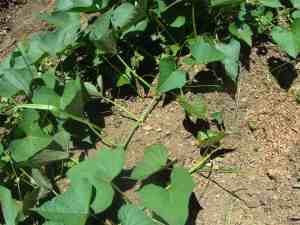 Sweet potato runners Sweet potato runners