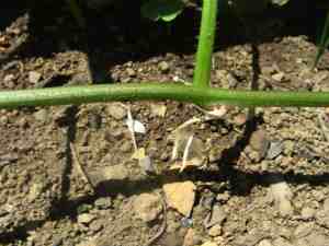 Sweet potato slips Sweet potato slips