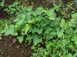 Sweet potato varieties Sweet potato varieties