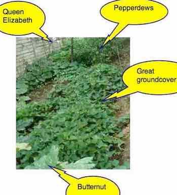 Sweet potato at two months Sweet potato at two months