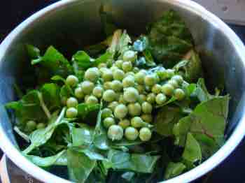 Swiss chard for eggs Florentine from your own hens is the epitome of green living. Swiss chard for eggs Florentine from your own hens is the epitome of green living.