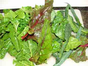 Swiss chard mixed greens is Preston's salad lunch. Swiss chard mixed greens is Preston's salad lunch.
