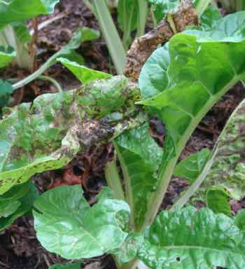 Swiss chard gets mold in a hot humid weather. Swiss chard gets mold in a hot humid weather.