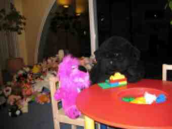 The teddybears' picnic but no tadpoles in sight.