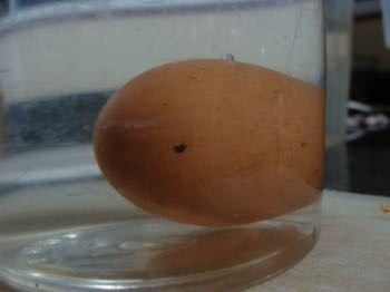 Testing eggs for freshness. Testing eggs for freshness.
