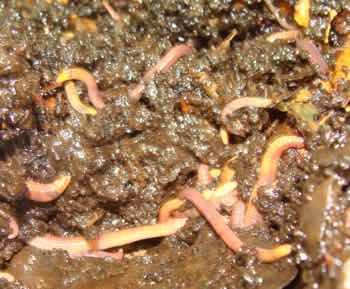 Worms in worm farm Worms in worm farm