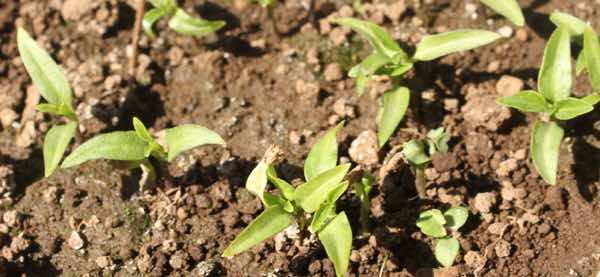 Tiny peppadew seedlings Tiny peppadew seedlings