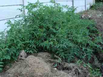 Tomatoes in the compost pile Tomatoes in the compost pile